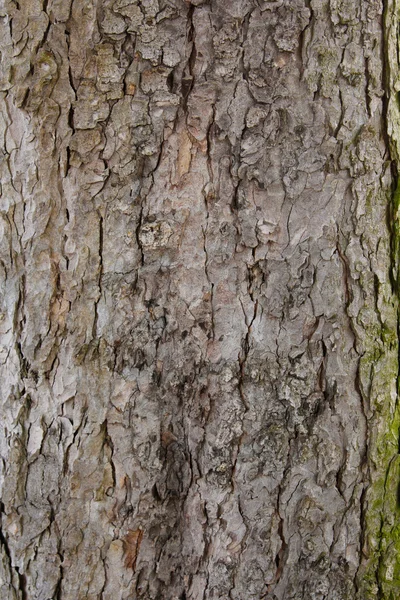 stock image Tree bark texture