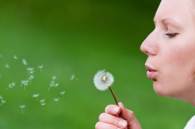 Beautiful girl is blowing dandelion clipart