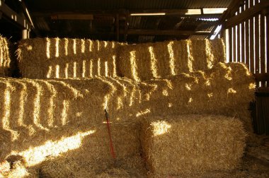 Barn in summer