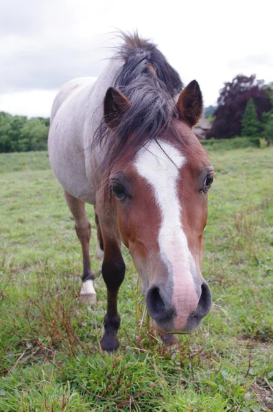 stock image Nosey horse