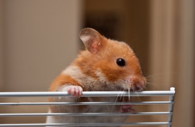 hamster