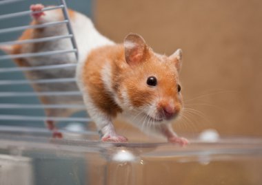 hamster