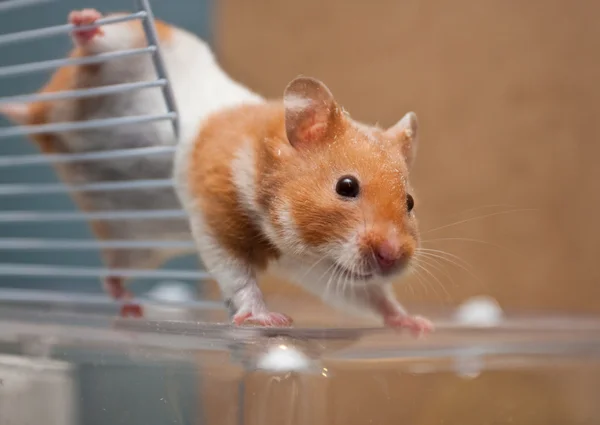 Stock image Hamster