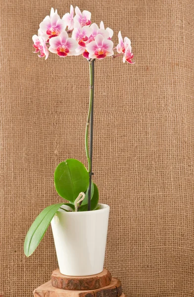 stock image Orchid