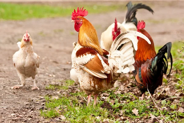 Stock image Rooster