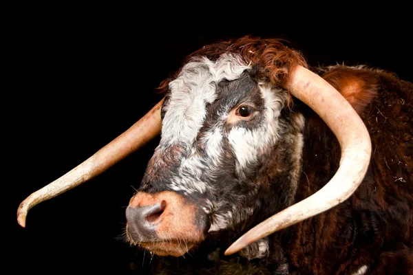 Long horned Cow — Stock Photo, Image