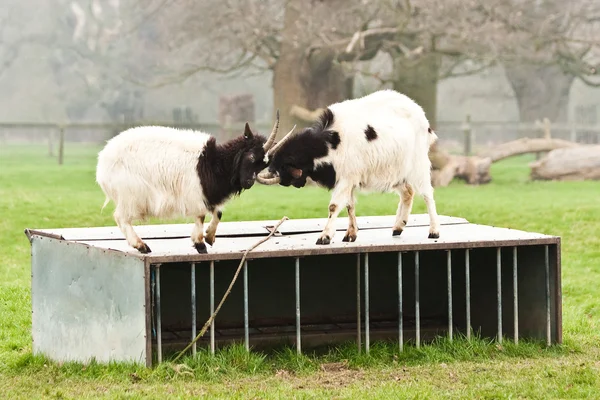 Goats — Stock Photo, Image