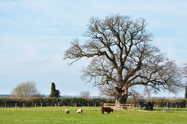 Fazenda em Suffolk — Fotografia de Stock