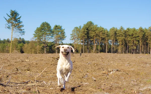 stock image Dog in the countryside