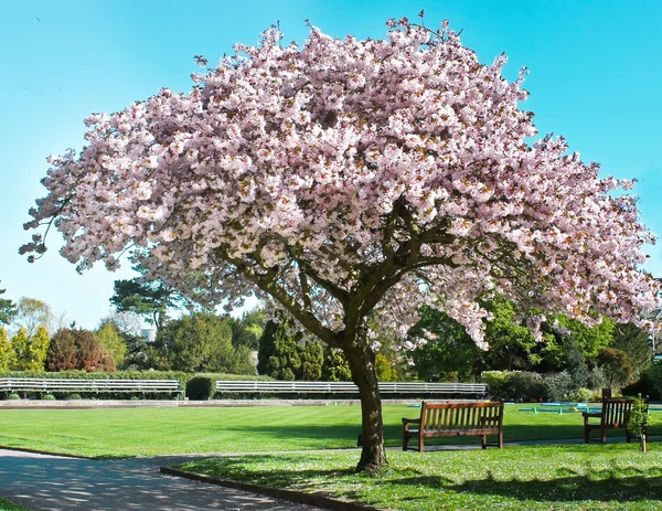 Kvetoucí strom — Stock fotografie