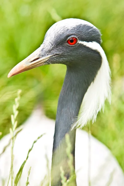 stock image Heron