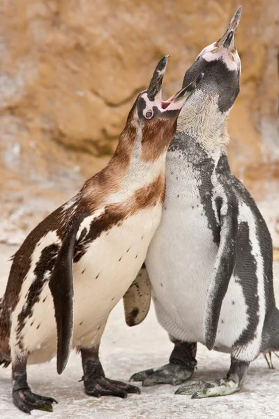 stock image Penguin