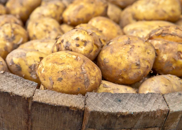 Vers geoogste aardappelen — Stockfoto