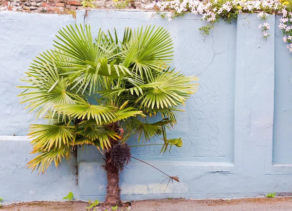 A palm tree — Stock Photo, Image