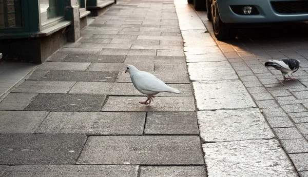 Městská ptáci — Stock fotografie
