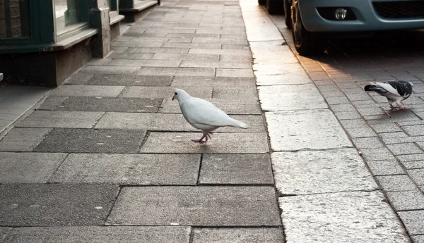 stock image Urban birds