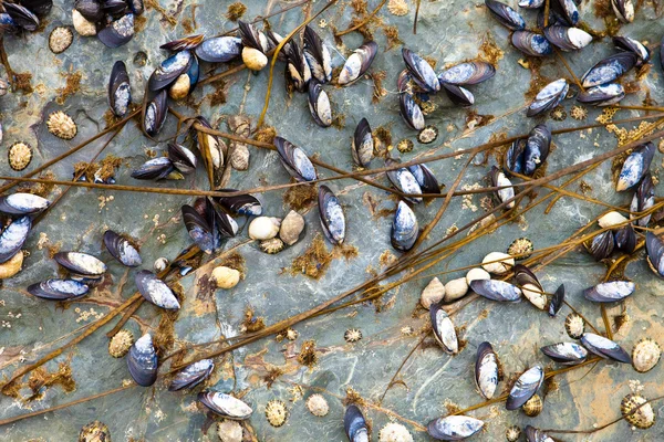 Mussles a barnacles — Stock fotografie