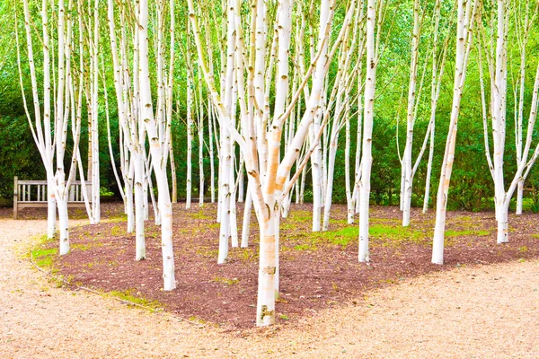 Silver birch trees — Stock Photo, Image
