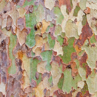 Tree bark clipart