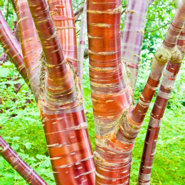 Kiraz huş ağacı — Stok fotoğraf