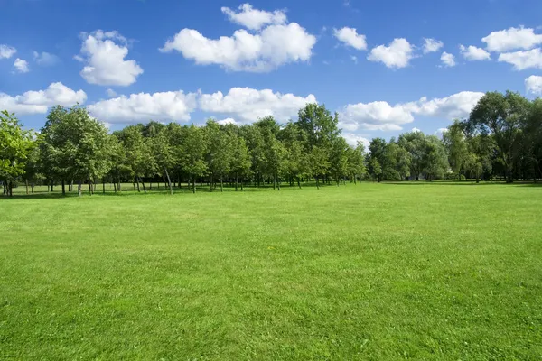 Summer landscape of grass and trees. — Stock Photo, Image