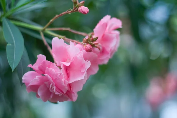 Stock image Pink flowers