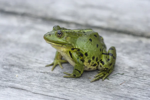 stock image Green European frog