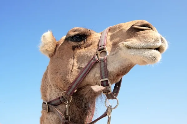 骆驼头 — 图库照片