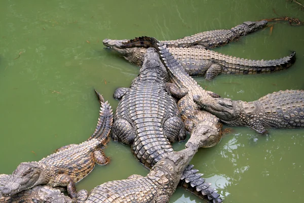 群的鳄鱼在绿水 — 图库照片