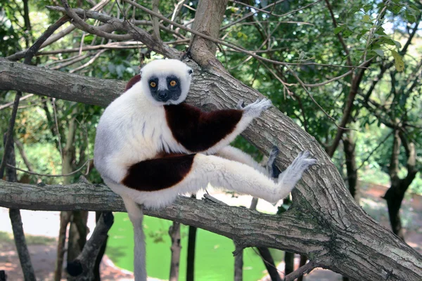 Grote lemur — Stockfoto