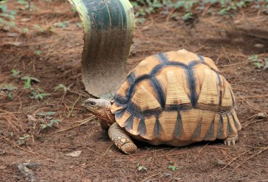 Radiated Tortoise clipart