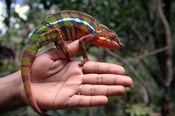Chameleon on human hand — Stock Photo, Image