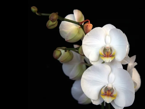 Bílá orchidej na černém pozadí — Stock fotografie