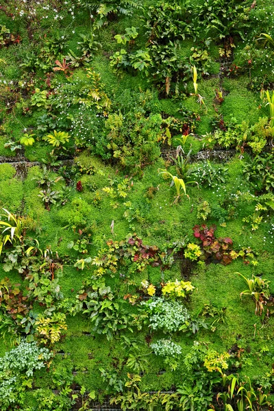 Vertical Garden - Stock Image - Everypixel