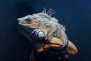 Iguana