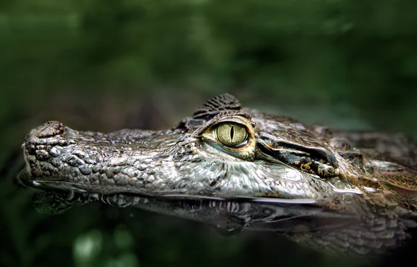 Closeup of Crocodile Swimming — Stock Photo, Image