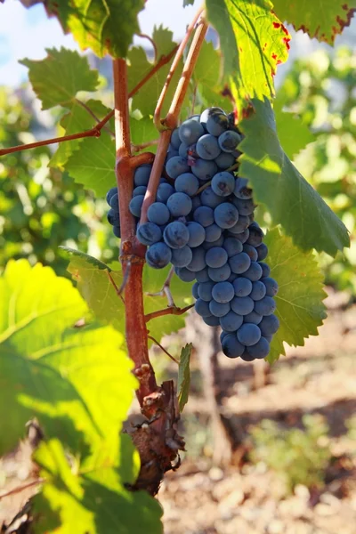 stock image Grapes on the Vine