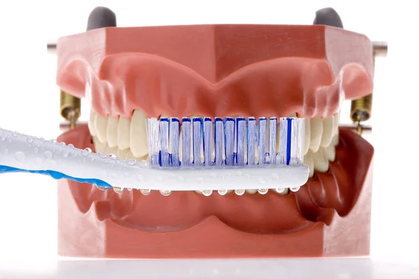 Molde dental y cepillo de dientes 4 —  Fotos de Stock