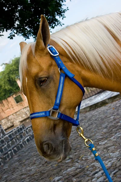 Fecho do cavalo 2 — Fotografia de Stock
