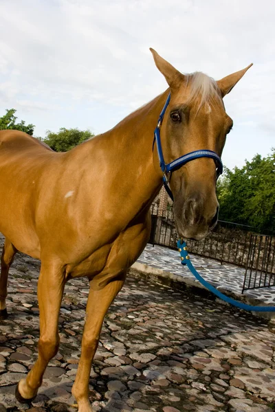 Cavalo 3 — Fotografia de Stock