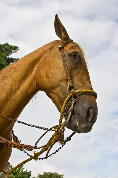 Close-up cavalo 4 — Fotografia de Stock
