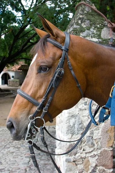 Cavalo close-up 5 — Fotografia de Stock