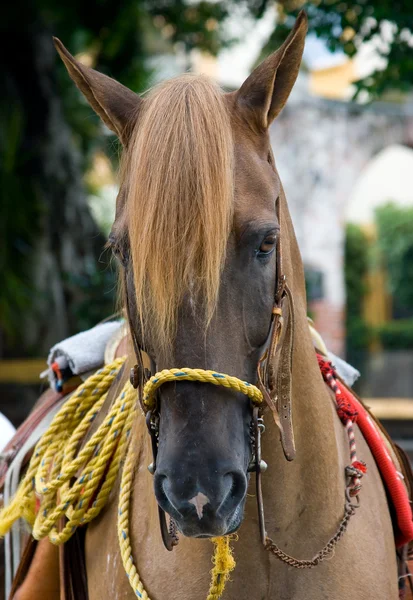 Cavalo close-up 6 — Fotografia de Stock