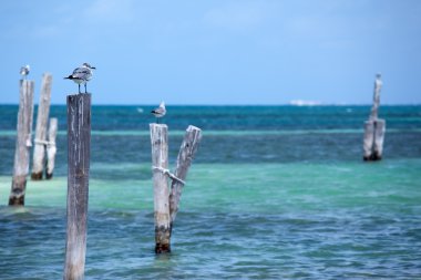 Martılar Cancun