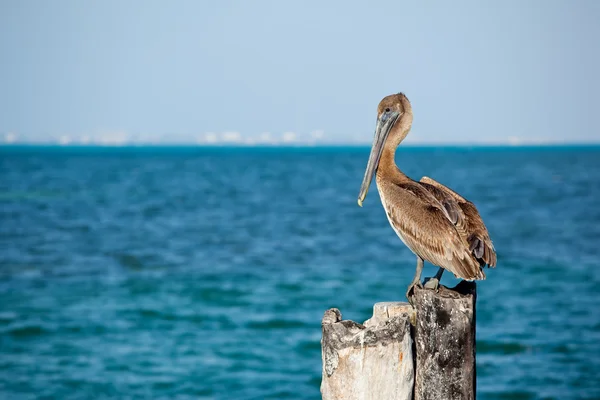Pelicano relaxante — Fotografia de Stock
