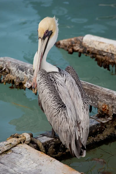 Pelicano e doca — Fotografia de Stock