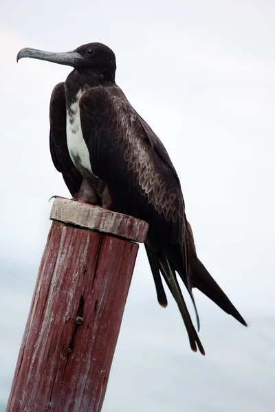 ドックのフリゲート鳥 — ストック写真