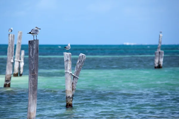 Gaviotas en Cancún —  Fotos de Stock