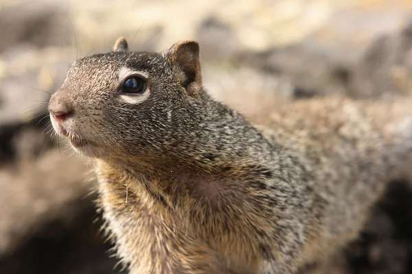 stock image Squirrel 3