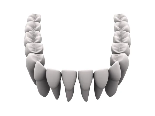 Нижні зуби 1 — стокове фото